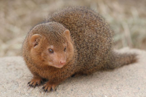 Mongoose - dobitnik zmija Mongoose - dobitnik zmija